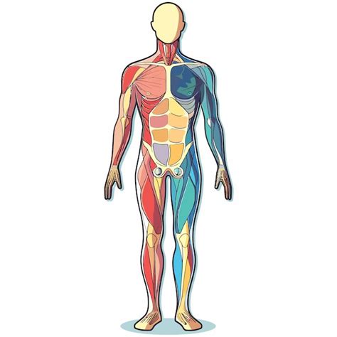 Anatomie Du Corps Humain Vecteur Premium