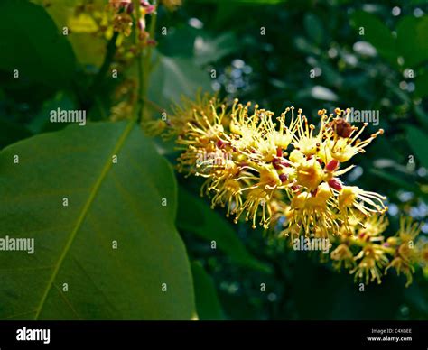 Flowers of Terminalia Chebula. Chebulic Myrobalan Stock Photo - Alamy