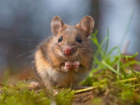 Wild Mouse Sitting On Hind Legs Prokill Uk