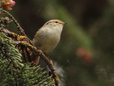 Gansu Leaf Warbler Yao Xigou Qinghai Province China Flickr