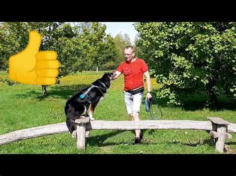 Bootes 5 Jahre Alt Hunderasse Australian Shepherd Musik Jens