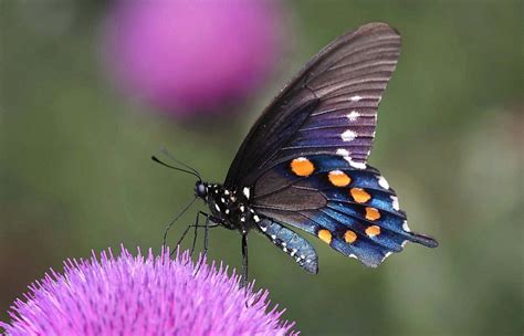 How To Identify The Pipevine Swallowtail Butterfly Butterflyhobbyist