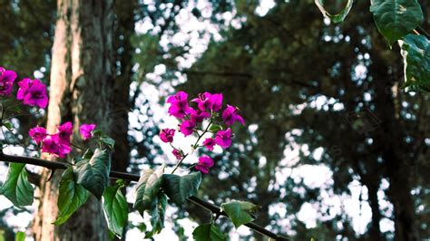 Red Green Flowers And Trees Leaves Tree Branch Powerpoint Background