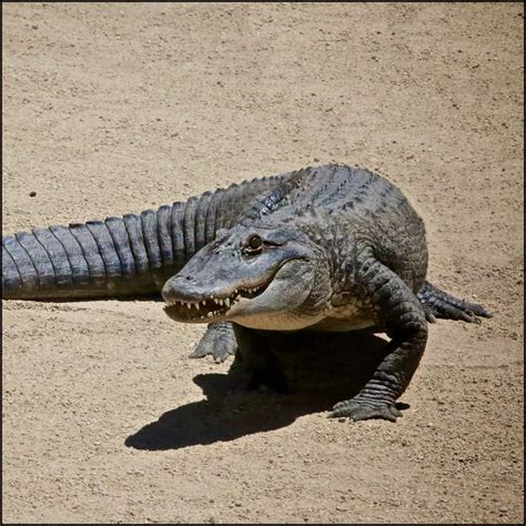 Weight Of Alligator - What Things Weigh