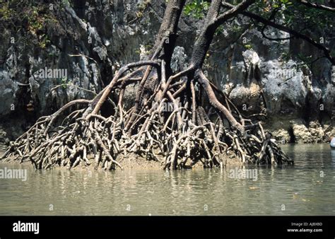 Black Mangrove Avicennia Germinans Hi Res Stock Photography And Images