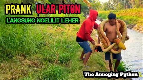 Video Lucu Prank Ular Piton Paling Laknat Edisi Terlucu Bikin