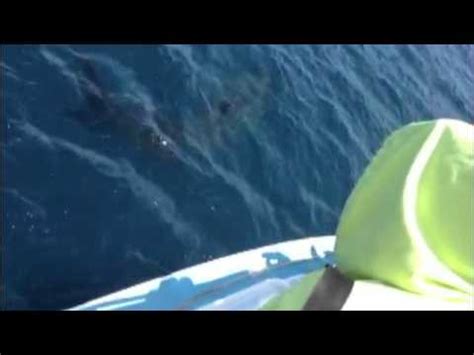 Giant Basking Shark Off Southern California Youtube