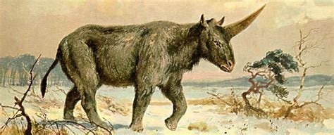 Elasmotherium (Siberian unicorn), extinct 39000 years ago : r ...