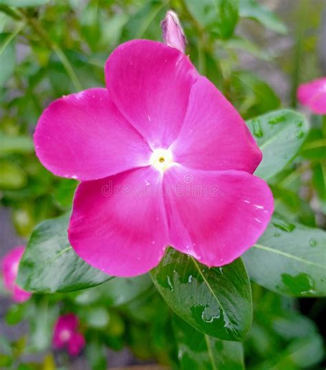 Pink Catharanthus Roseus Flower With Green Leaves And Water Drops After