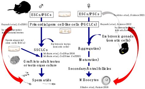 Biology Free Full Text A New Horizon In Reproductive Research With Pluripotent Stem Cells