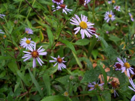 Kentucky Wildflowers Bukerbuker Flickr