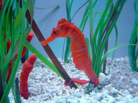 Seahorse Wallpapers 4k Hd Seahorse Backgrounds On Wallpaperbat