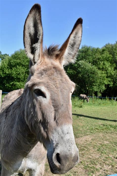 A Donkey Standing On Top Of A Lush Green Field Next To A Blue Plastic Fence