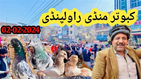 Kabootar Mandi Rawalpindi Fancy Kabootar Friday Pigeon Market