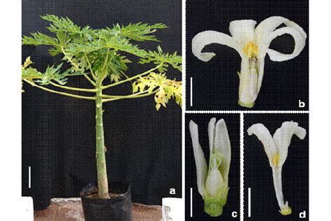 Sex Determination Of Papaya Var Maradol Reveals Hermaphrodite To