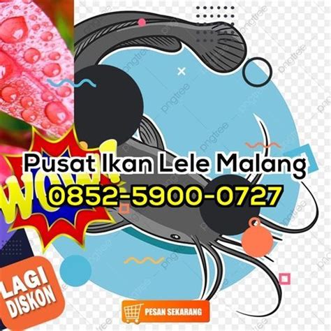 LEZAT WA 0852 5900 0727 Sedia Jual Lele Bumbu Kuning Siap Goreng Di Malang