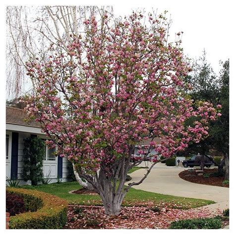 Saucer Magnolia Leaves