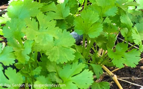 6 Easy To Grow Herbs For Urban Gardening Ray Garden Day