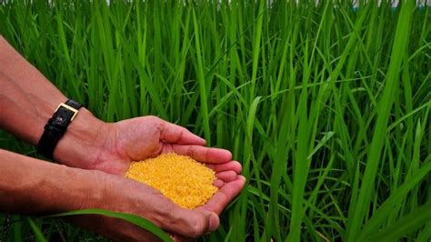 Why Is The Philippines Still Importing Rice The Green Revolution And The Food Sustainability