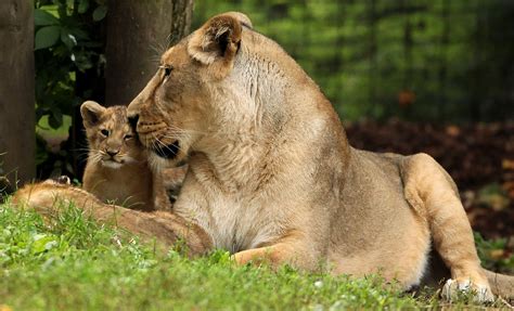 London Zoo Welcomes First Lion Cubs in 10 Years! | POPSUGAR Pets