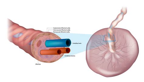 Anatomy Of The Umbilical Cord Crosssectional Diagram Of Human Umbilical