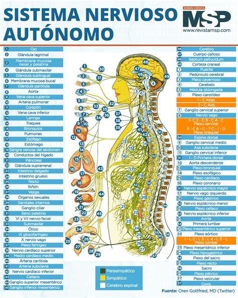 Sistema nervioso autónomo Infografía