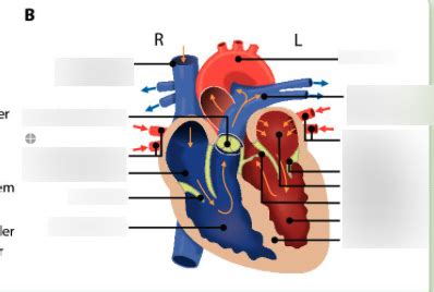 Diagram Biologie Diagram Hart Quizlet