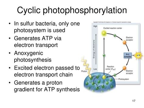 Ppt Photosynthesis Powerpoint Presentation Free Download Id2046784