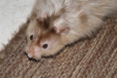 Dürfen Hamster Brokkoli essen BerufungTier de Tierblog