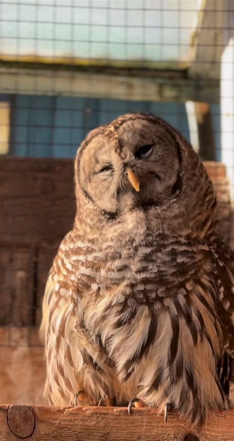 Pin Van Patouji Op Beautiful Birds