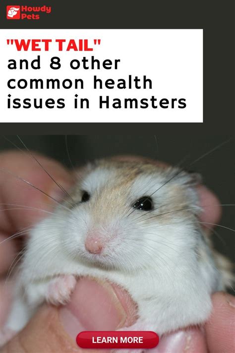 Wet Tail And Other Common Health Problems In Hamsters Hamster Wet