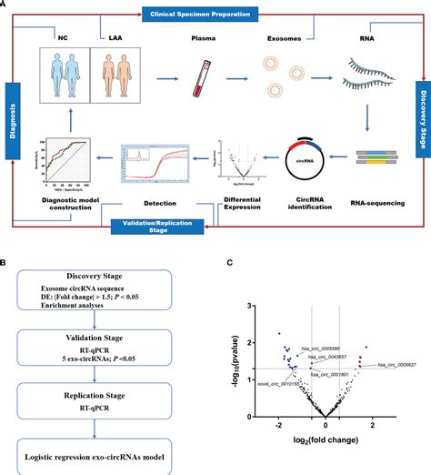 Frontiers Circulating Exosomal Circrnas Contribute To Potential