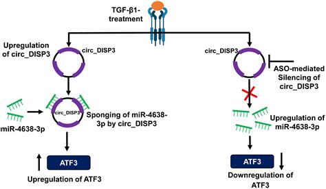 Transforming Growth Factor β1 Mediated Regulation Of Circ Disp3 And Atf3 In Human Triple