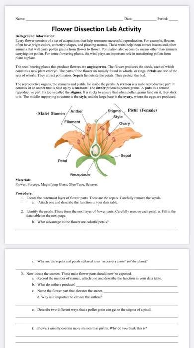 Flower Dissection Lab Activity Answer Key Best Flower Site