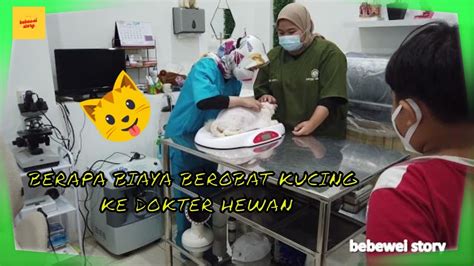 Biaya Berobat Kucing Homecare