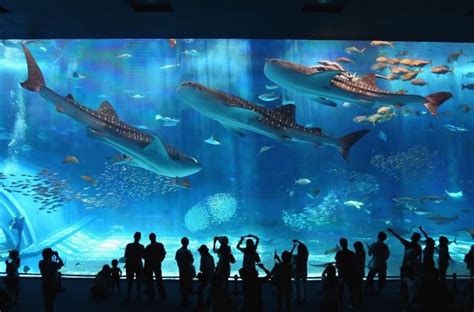 Okinawa Aquarium - Photorator