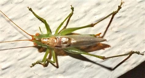 Long Spurred Meadow Katydid Orchelimum Silvaticum Bugguide