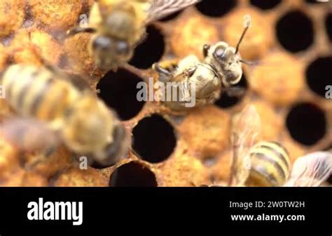 Honeybee Emerging From Cell 21 Days After The Queen Has Laid An Egg In