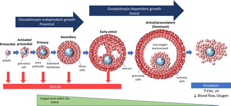 Hypoxia And Reproductive Health Hypoxia And Ovarian Function Follicle