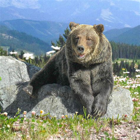 The Grizzly Bear – A Canadian Icon - Nature Canada