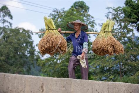 贵州从江：金秋时节 糯稻飘香 人民图片网