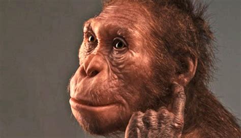 ‘missing Link Ends Debate About How Ancient Human Relative Got Around Laptrinhx News