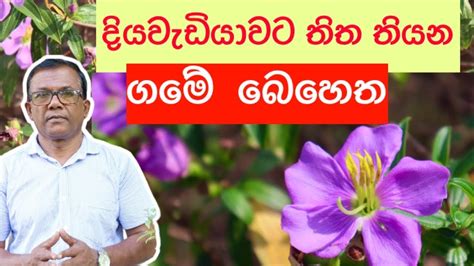 විශ්මිත ගුණපිරි කොළ කැඳ පහසුවෙන් පැලයක් හදාගන්නෙ මෙහෙමයි Heen