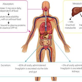 The Absorption Metabolism And Excretion Of Linagliptin After Oral