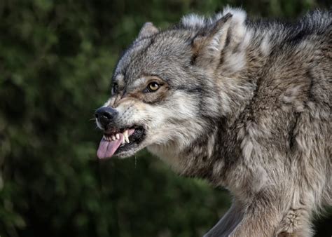 Wolf Teeth: Explore Fascinating Facts & Formulas (Stats)