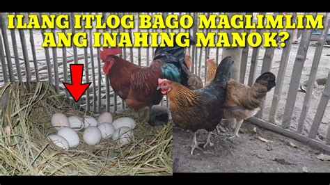 ILANG ITLOG BAGO MAGLIMLIM ANG INAHING NATIVE NA MANOK NATIVE CHICKENS