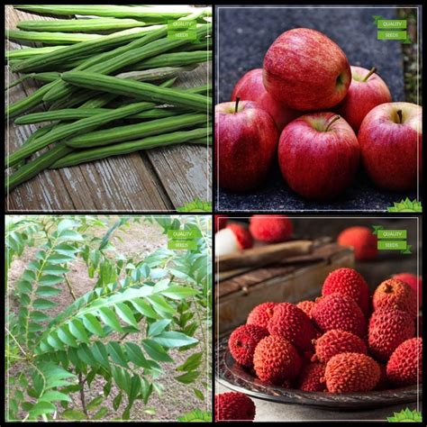 Creative Farmer Seeds And Plants Combo Tree Seeds Moringa Apple Sweet Neem Litchi