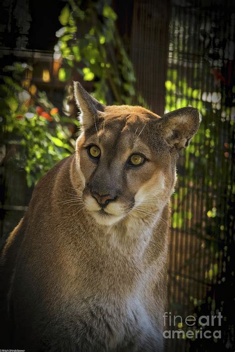 Cougar Portrait 217 Photograph By Mitch Shindelbower Fine Art America