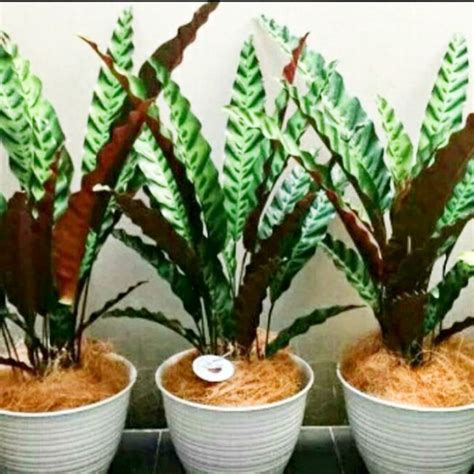 Jual Tanaman Hias Calathea Lancifolia Buntut Merak Tanaman Hias Hidup