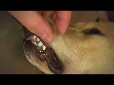 Remove Monster Mango worms from poor dog || Mango worms removal #42 - YouTube